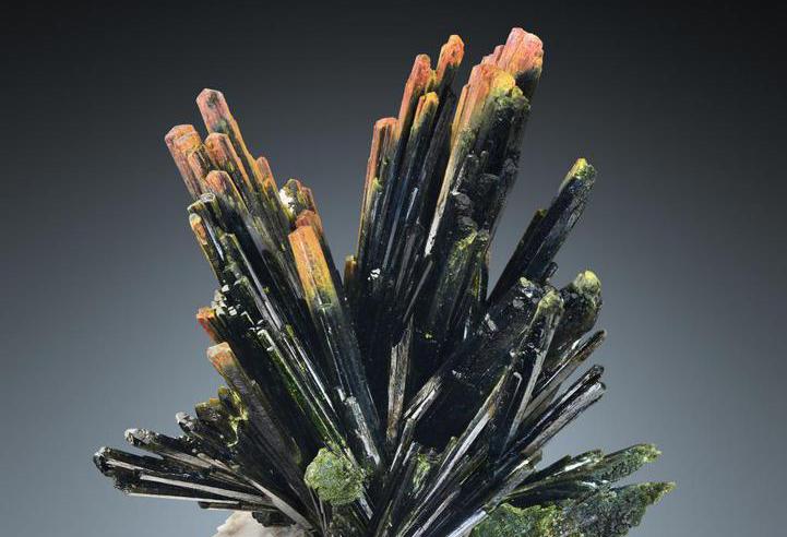 Specimen illustrating extravagance